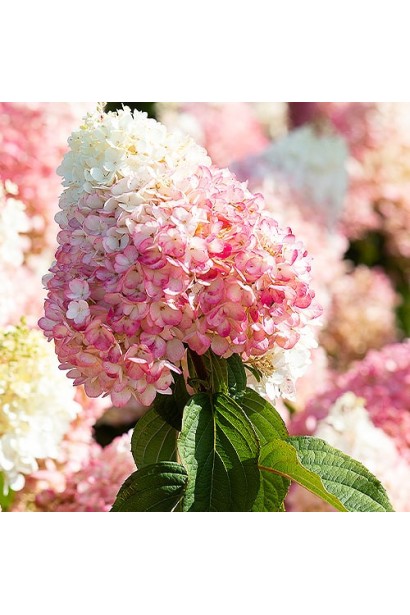 Гортензия метельчатая бело-розовая Стробери Блоссом